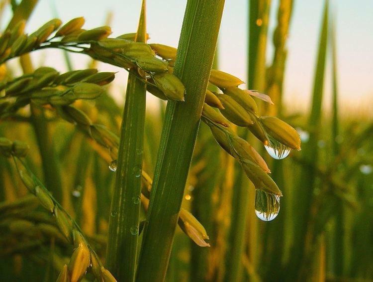 L' Espiga - Casa Rural Deltebre Bagian luar foto